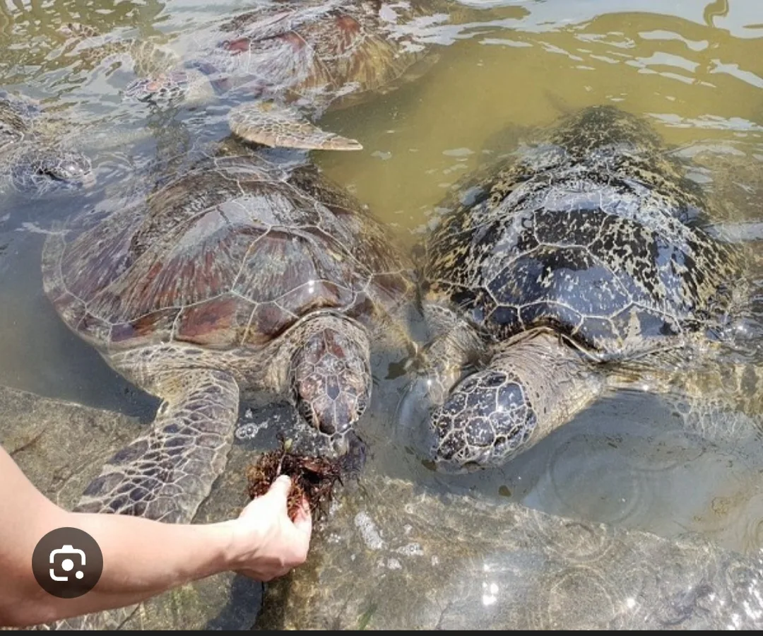 Turtle Island Tour by Glass Bottom Boat