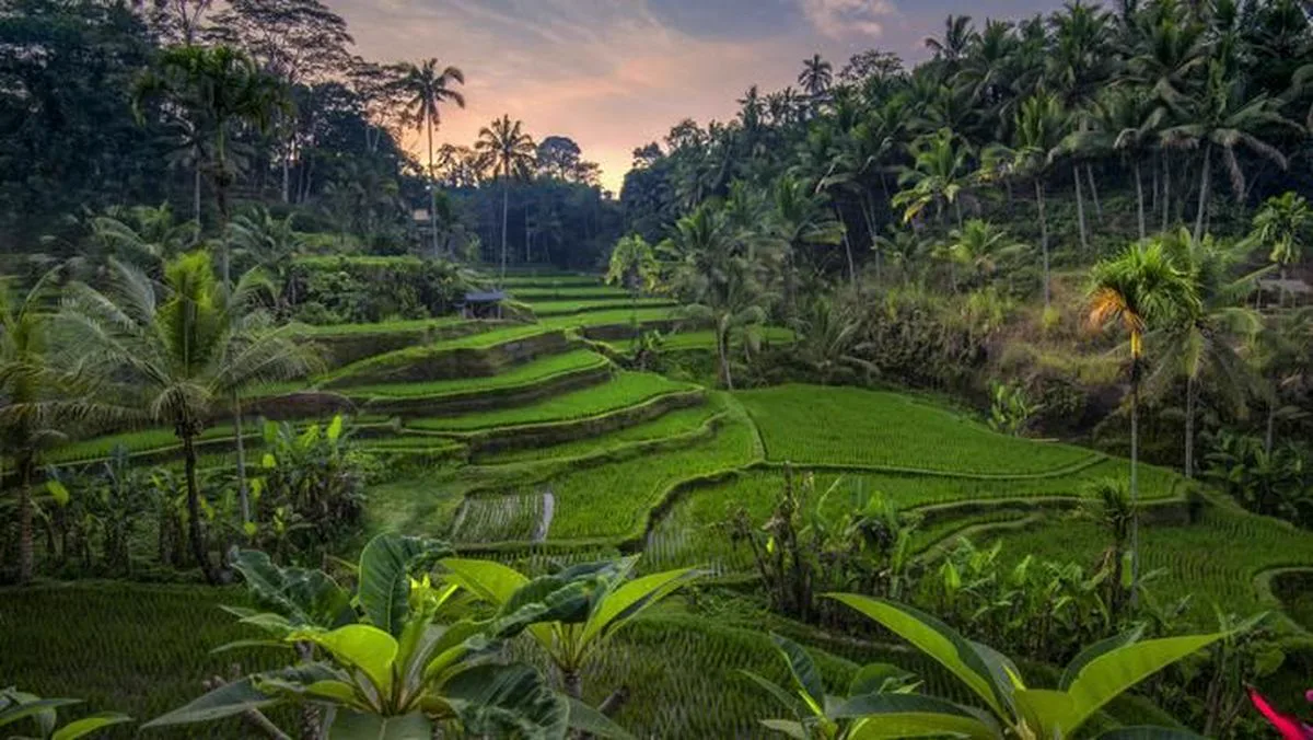Ubud Full Day Private Tour